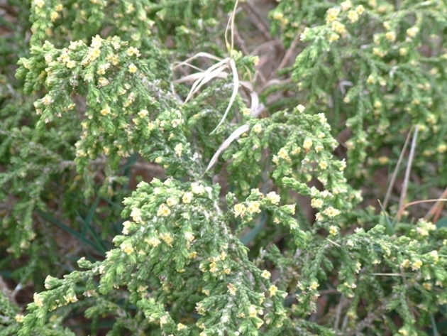 Thymelaea hirsuta / Timelea barbosa